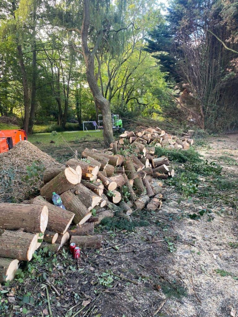 This is a photo of a wood area which is having multiple trees removed. The trees have been cut up into logs and are stacked in a row. Biggleswade Tree Surgeons